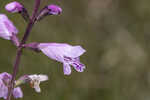 Godfrey's false dragonhead